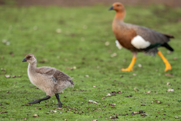 Obraz premium Upland goose female with chicks
