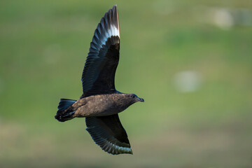Obraz premium Brown or Falkland Skua