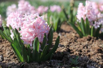 Pink hyacinth flowers in a garden setting.