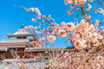Cherry blossoms in full bloom at Japanese castle under blue sky