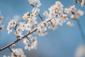 Obraz premium Spring beauty background. Blooming white Flowers of trees on the blue sky background