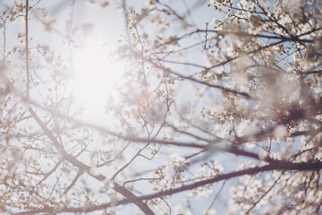 Spring beauty background. Blooming white Flowers of trees on the blue sky background