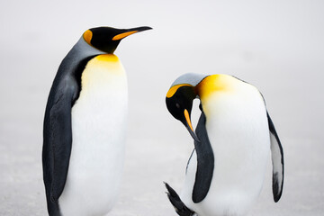 Fototapeta premium King penguin two adults