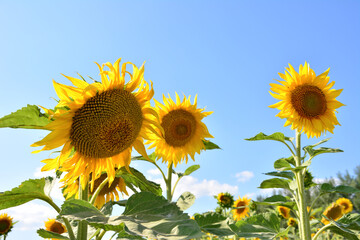 Fototapeta premium a close up of Bright Sunflowers Against a Clear Blue Sky copy space