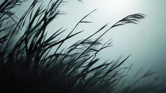 Tall grass plumes standing in silhouetted rows, swaying gently against a soft, diffused teal sky, symbolizing tranquility, freedom, nature, and peaceful movement