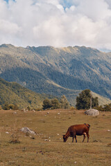Obraz premium Cow grazing in meadow with mountains background pasture landscape under cloudy sky wide
