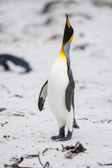 Obraz premium King penguin