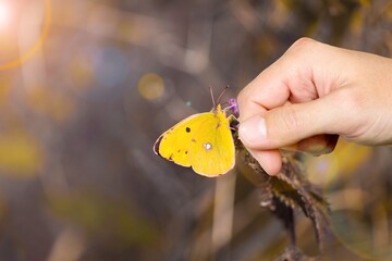 Obraz premium Woman hand and butterfly in green meadow at sunrise,