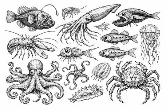 Intricate black and white illustrations of deep sea creatures and marine life