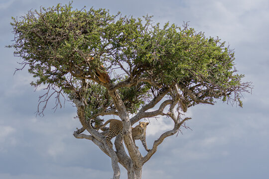 View of a leopard perched high in the tree amidst the lush green leaves against a backdrop of a cloudy sky, Masa Mara, Kenya.