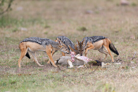 View of three jackals feasting on their kill, their tawny and black coats stark against the pale remains of their prey in Masa Mara, MASA MARA, KENYA.
