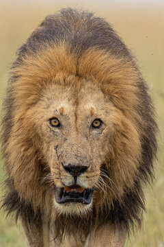 View of the king of the jungle, a majestic lion with a golden mane, stares intensely, a scar telling tales of survival, Masa Mara, KENYA.