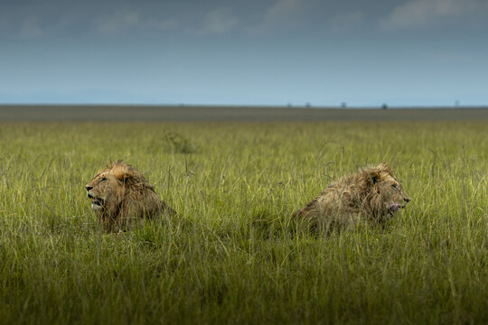 View of two majestic lions, their golden manes shimmering amidst the verdant sea of tall grass under a vast sky, evoking the wild essence of the savanna, , MASA MARA, KENYA.