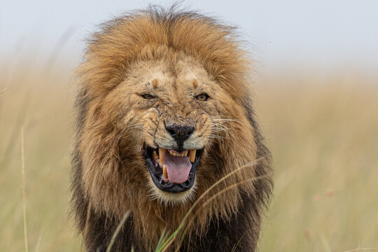 View of a majestic male lion, with a thick mane and fierce expression, bares its teeth in the golden light of the African savanna, Masa Mara, MASA MARA, KENYA.