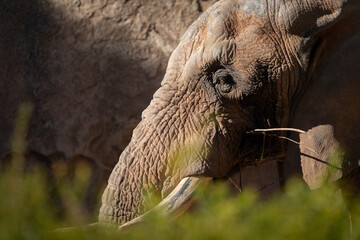 Wise old elephant in warm afternoon light
