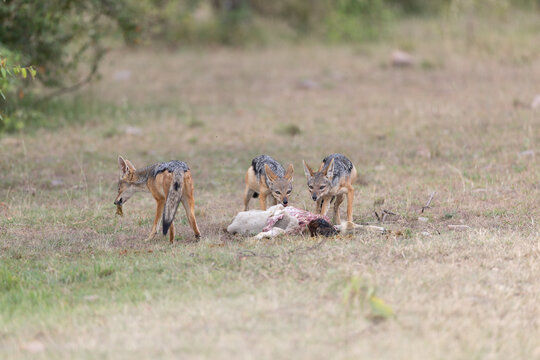 View of three black-backed jackals scavenge a carcass in the grassy plains under the vast African sky, in Masa Mara, MASA MARA, KENYA.