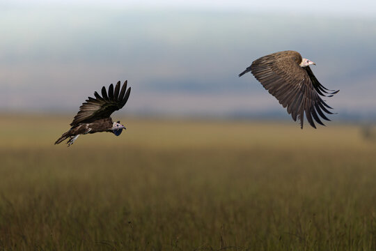 View of two vultures with outstretched wings soar across the expansive, grassy plains under a soft, diffused light, creating a sense of wild freedom, MASA MARA, KENYA.
