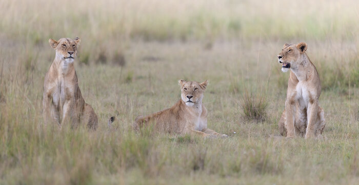 View of a trio of lionesses, one lounging amidst the tall grasses, the others alert and poised, in a serene and wild landscape, Masa Mara, Kenya.