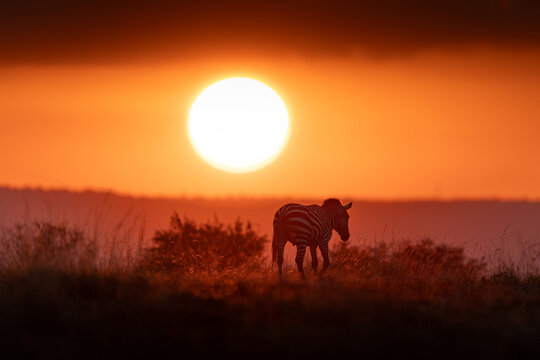 View of a solitary zebra silhouetted against the blazing orange sun, casting long shadows over the grassy plains, a true African dream, MASA MARA, KENYA.