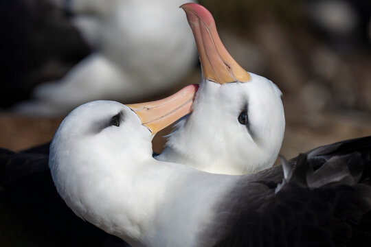 Black-browed albatross breading season preening