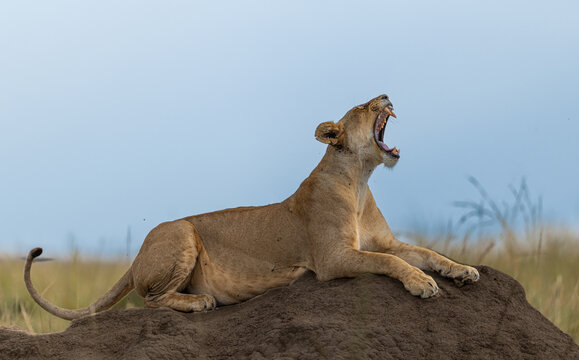 View of a majestic lioness atop a termite mound, against the vast savanna, her yawn echoing the wild's raw beauty, Masa Mara, Kenya.