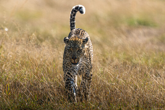 View of a solitary leopard strides confidently through sun-kissed savanna, its spotted coat a stark contrast to the dry golden grasses, Masa Mara, MASA MARA, KENYA.