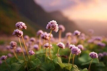 Delicate pink wildflowers bloom in a serene mountain meadow at golden hour