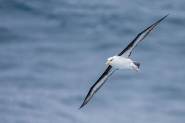 Fototapeta premium Black-browed albatross fly above the blue sea