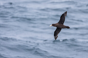 Fototapeta premium Southern giant petrel fly above the sea
