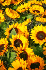 Sonnenblumen