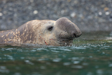 Obraz premium Southern Elephant seal male close up