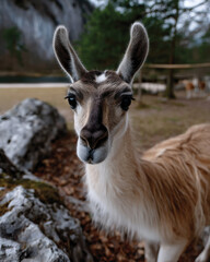 Fototapeta premium A striking close-up of a gerenuk gazing intently at the camera, showcasing its unique features and inquisitive nature in a natural and serene park setting.