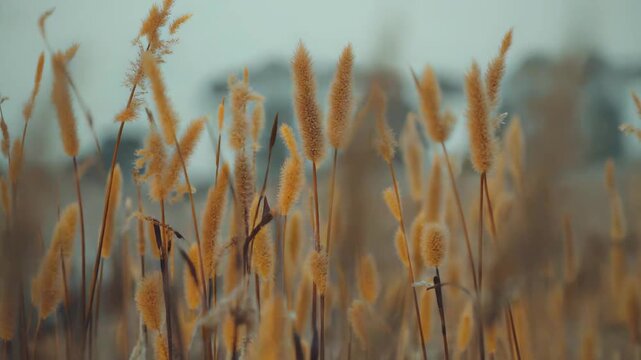 Dry pampas grass plumes standing tall against a pale sky, creating a serene natural background capturing organic textures and the quiet essence of autumn or winter landscapes
