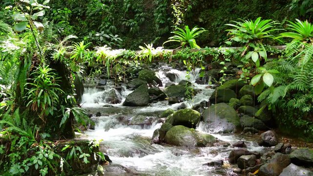 A mountain stream on the Vermont Nature Trail on the island of St Vincent in the Caribbean. Taken in sharp focus in diffuse light against lush rain forest vegetation.