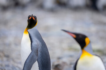 Fototapeta premium King penguins