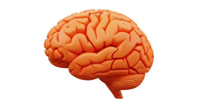 3d brain illustration isolated on transparent background