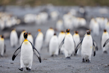 Fototapeta premium King penguins on the beach