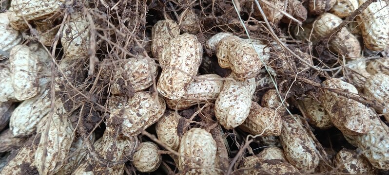 peanut (Arachis hypogaea), also known as the groundnut,goober,goober pea,pindar or monkey nut