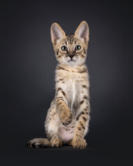 Obraz premium Beautiful young Savannah cat kitten, sitting up facing front with one paw lifted like giving handshake. Looking straight to camera with green eyes. Isolated on a black background.