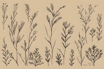 Fototapeta premium ears of wheat vector illustration