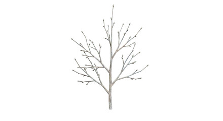 Fototapeta premium Bare Tree with Small Buds