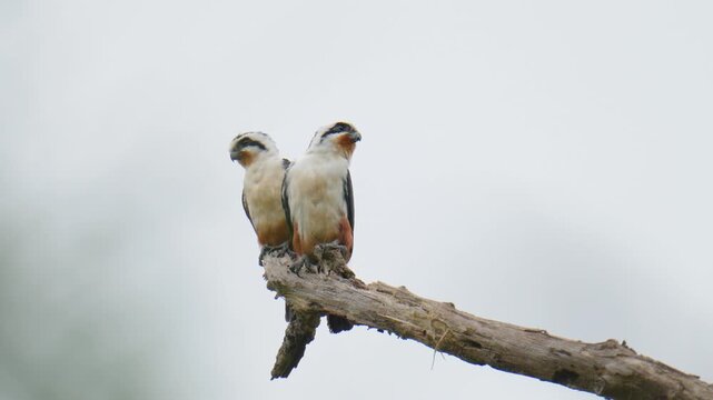 Collared Falconet (Microhierax caerulescens )on branch birdwatching in the forest.