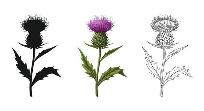 Set of three thistle flower illustrations in silhouette, color, and outline styles