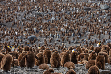 Obraz premium King penguin colony