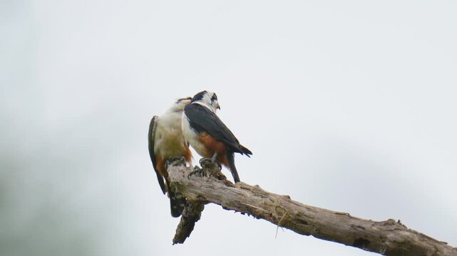 Collared Falconet (Microhierax caerulescens )on branch birdwatching in the forest.