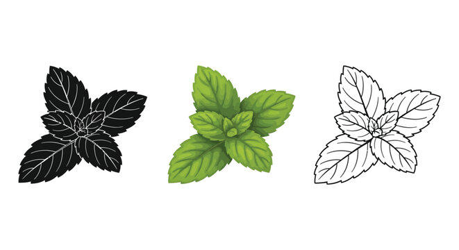 Set of three mint leaf illustrations in realistic color, black silhouette, and outline styles