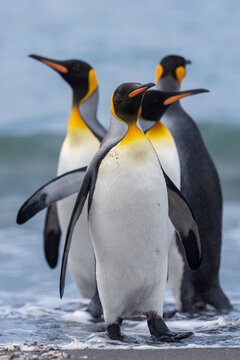 King penguin adults on the beach