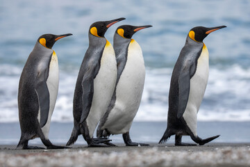 Obraz premium King penguin adults on the beach