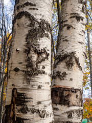 Two old thick birch trunks grow in the park nearby. The trees bark is damaged and cracked. Natural autumn textured background with birch tree trunks.