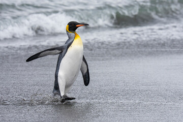 King penguin in the water on the beach